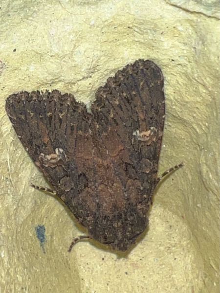 Trigonophora haasi  - Melchior Viallet