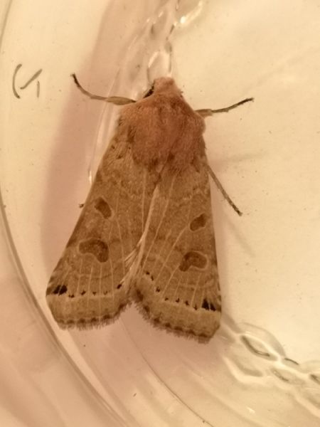Agrochola lunosa  - Françoise Rauzieres (TGB-SSNTG)