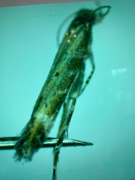 Aristotelia brizella  - Melchior Viallet