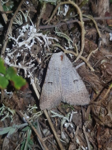 Lygephila craccae  - Thomas Lux