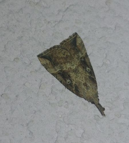 Hypena rostralis 