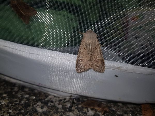 Ammoconia caecimacula  - Thomas Lux