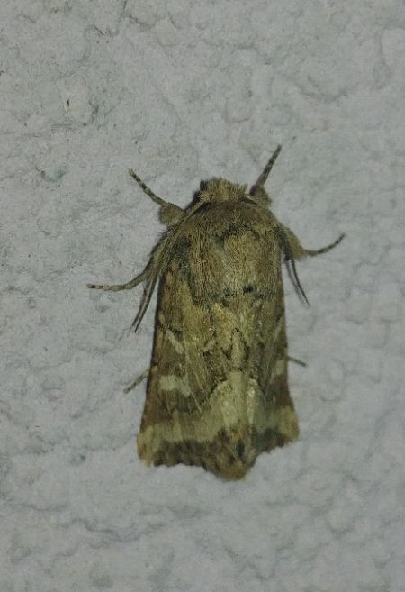 Luperina dumerilii 