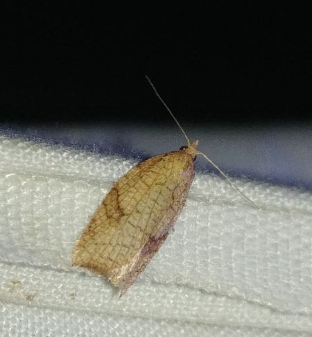 Cacoecimorpha pronubana 