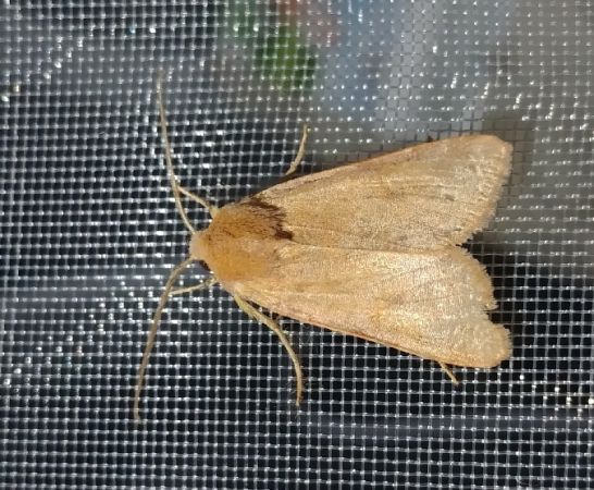Agrochola helvola 