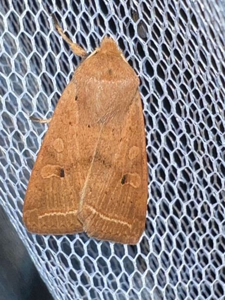 Agrochola macilenta  - Melchior Viallet