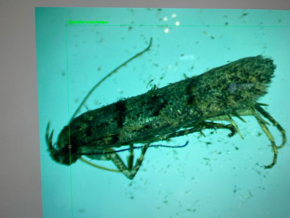 Teleiopsis diffinis  - Melchior Viallet