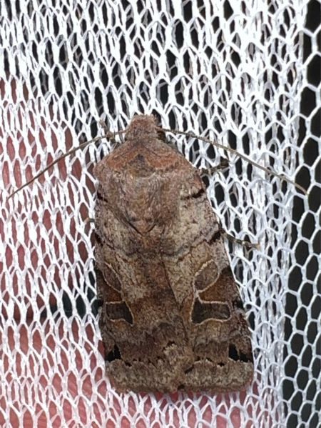 Agrochola litura  - Melchior Viallet