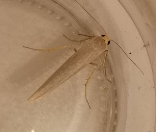 Eilema sp.  - Françoise Rauzieres (TGB-SSNTG)