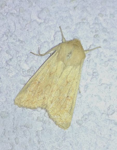 Mythimna vitellina 