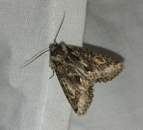 Allophyes oxyacanthae 