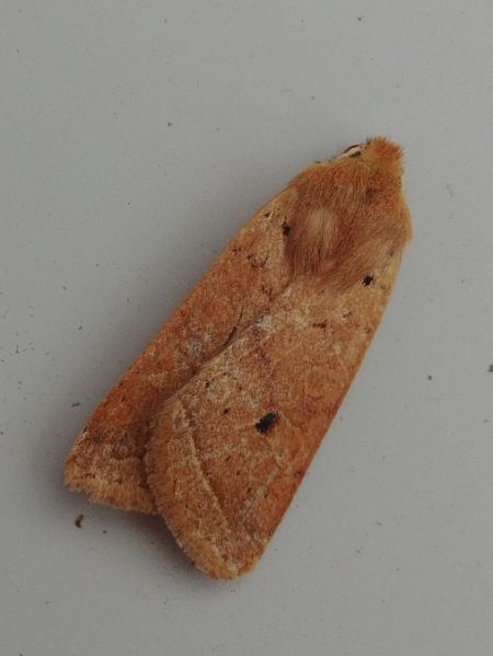 Agrochola macilenta 