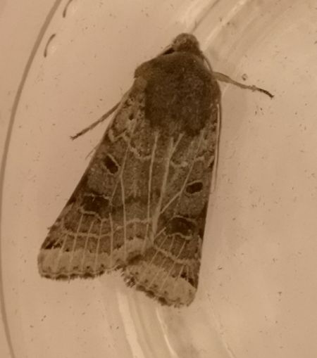 Agrochola lunosa  - Françoise Rauzieres (TGB-SSNTG)