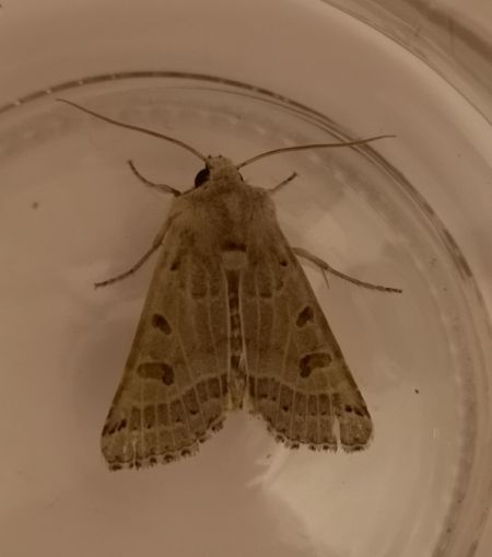 Agrochola lunosa  - Françoise Rauzieres (TGB-SSNTG)