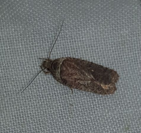 Agonopterix cnicella  - Thomas Lux