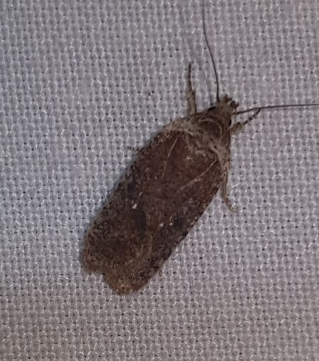 Agonopterix cnicella  - Thomas Lux