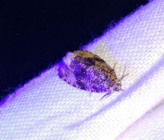 Celypha lacunana 
