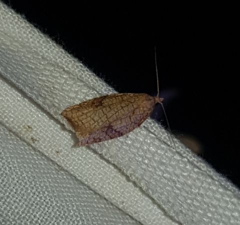 Acleris rhombana  - Thomas Lux