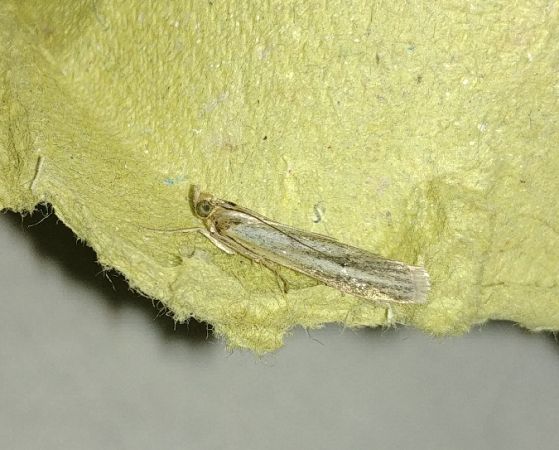 Selagia argyrella 