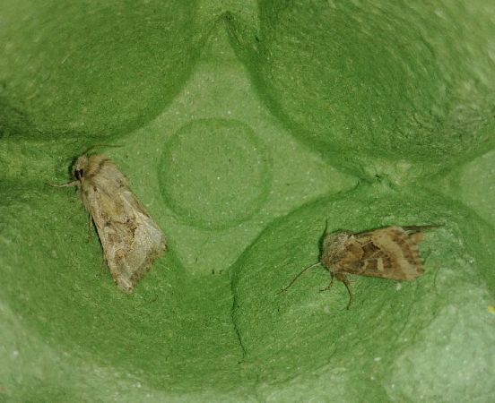 Luperina dumerilii 
