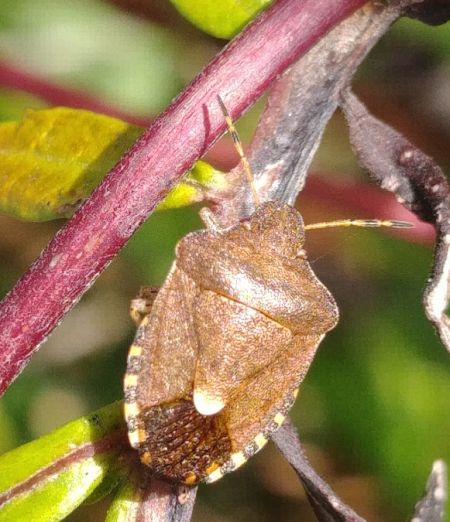 Peribalus strictus vernalis 
