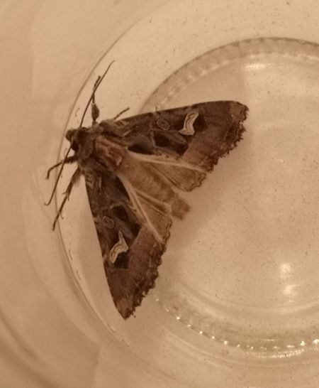 Trigonophora flammea  - Françoise Rauzieres (TGB-SSNTG)