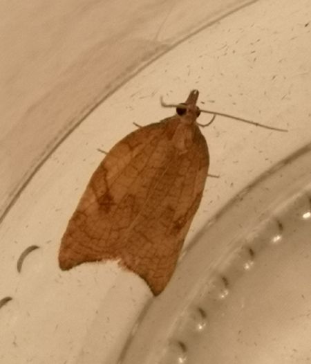 Acleris rhombana  - Françoise Rauzieres (TGB-SSNTG)