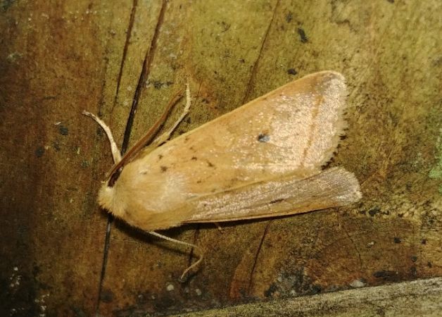 Agrochola macilenta 