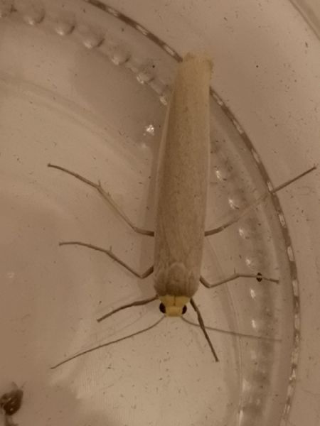 Eilema sp.  - Françoise Rauzieres (TGB-SSNTG)