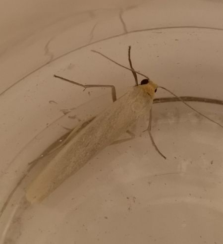 Eilema sp.  - Françoise Rauzieres (TGB-SSNTG)