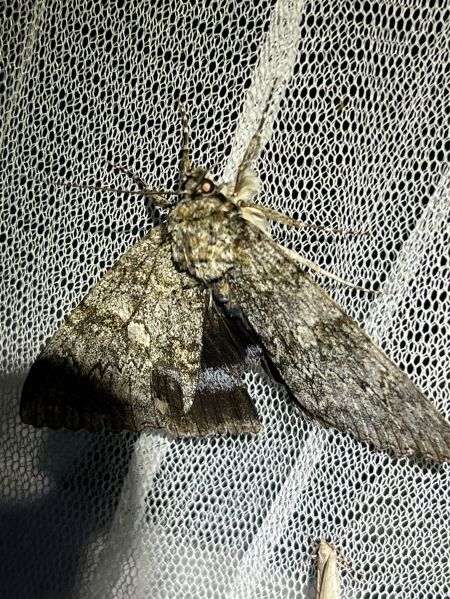 Catocala fraxini  - Melchior Viallet