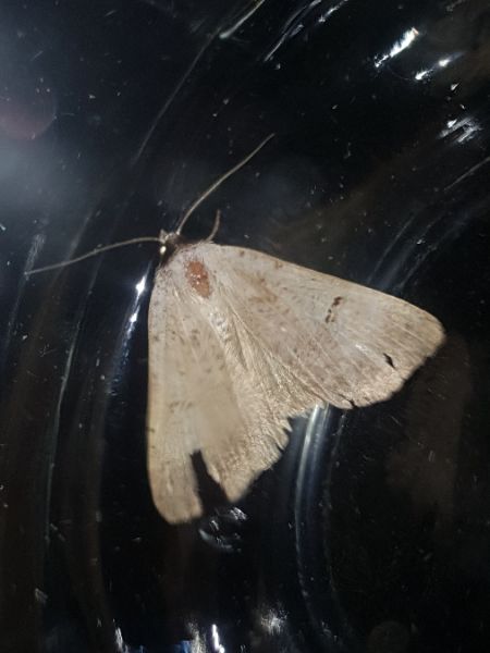 Lygephila craccae  - Thomas Lux