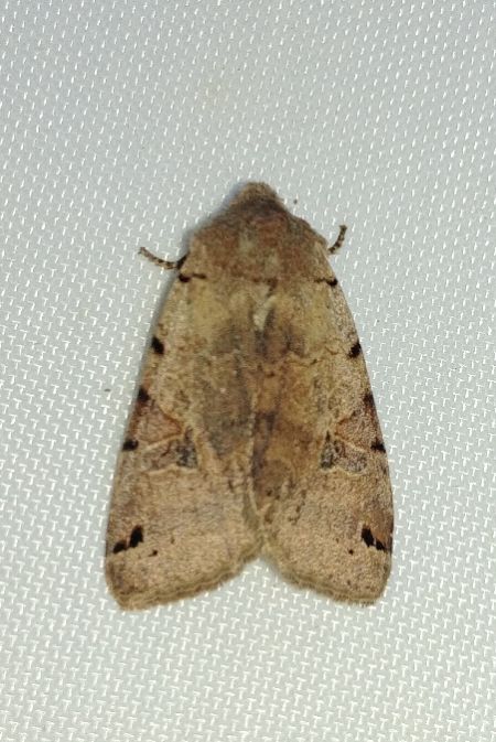 Agrochola litura 