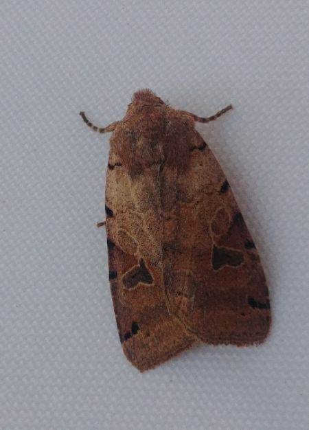 Agrochola litura 