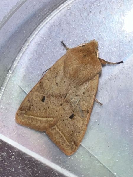 Agrochola macilenta  - Melchior Viallet