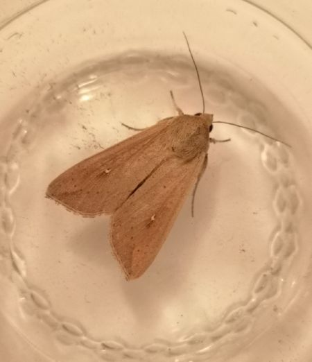 Mythimna unipuncta  - Françoise Rauzieres (TGB-SSNTG)
