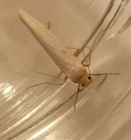 Eilema sp.  - Françoise Rauzieres (TGB-SSNTG)