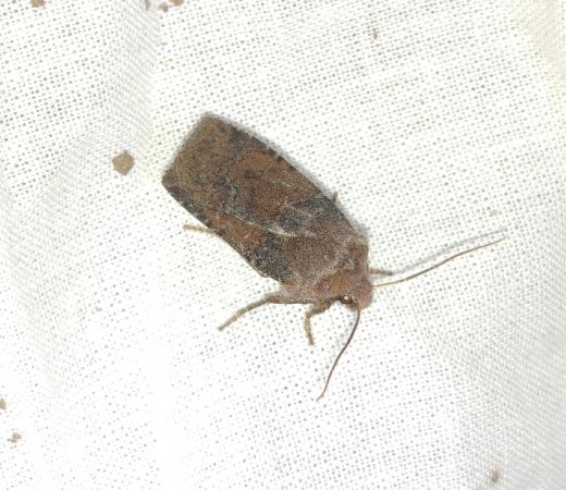 Conistra ligula 