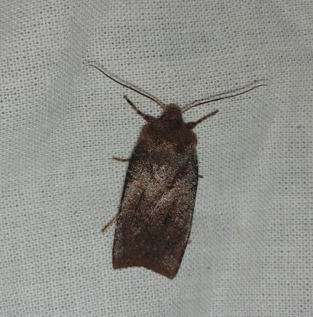 Conistra ligula 
