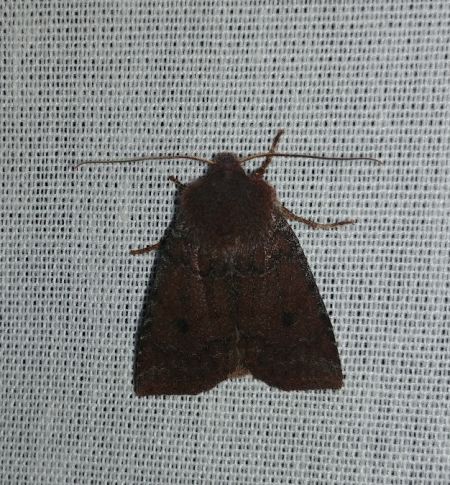 Conistra ligula 