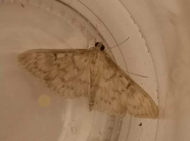 Pyrale du Houblon  - Françoise Rauzieres (TGB-SSNTG)