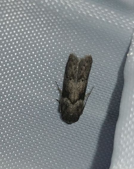 Blastobasis sp. 
