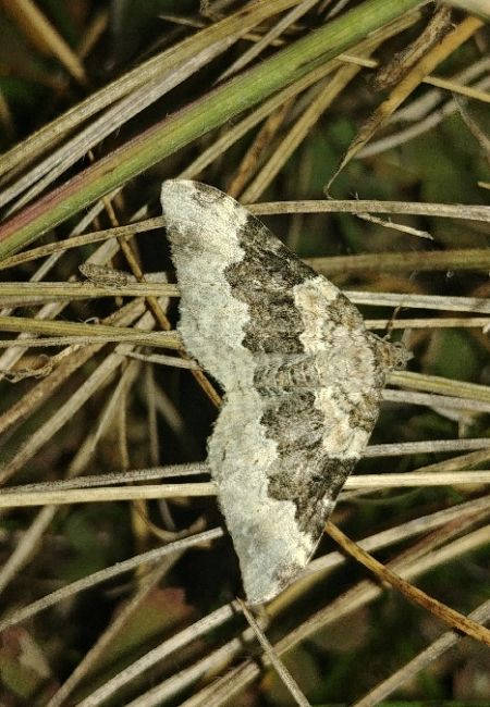 Epirrhoe galiata 