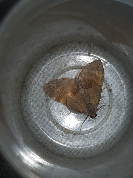 Pennithera firmata  - Thomas Lux
