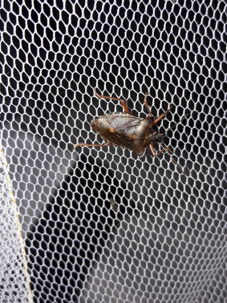 Pentatoma rufipes  - Sylvain Lethuillier