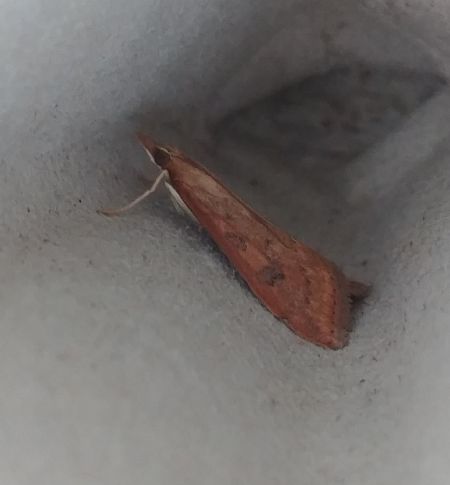 Udea ferrugalis 