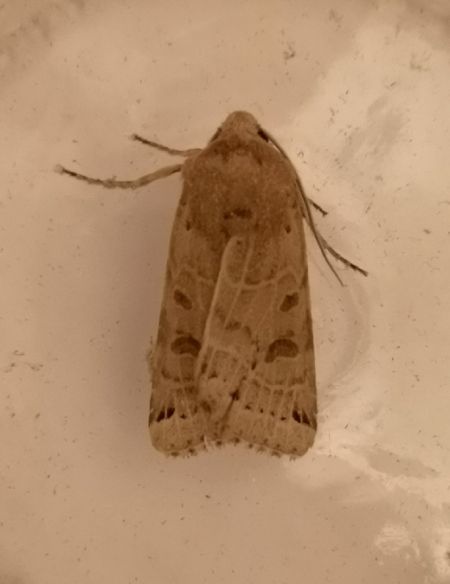 Agrochola lunosa  - Françoise Rauzieres (TGB-SSNTG)