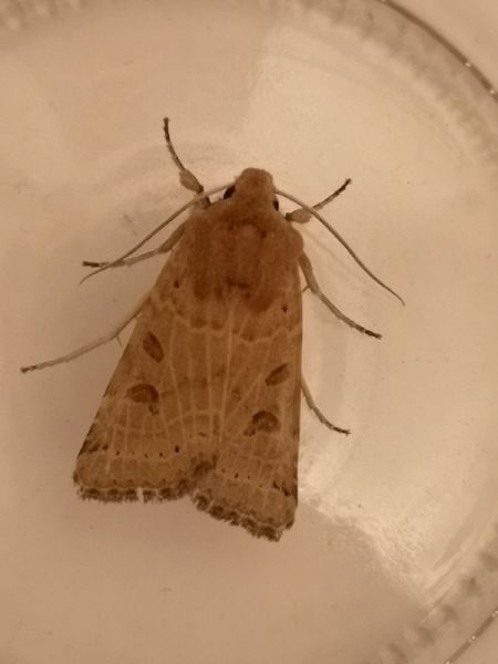 Agrochola lunosa  - Françoise Rauzieres (TGB-SSNTG)