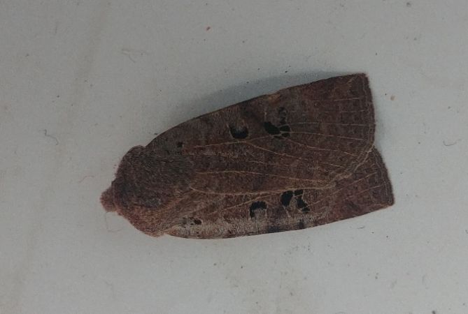 Conistra rubiginosa 