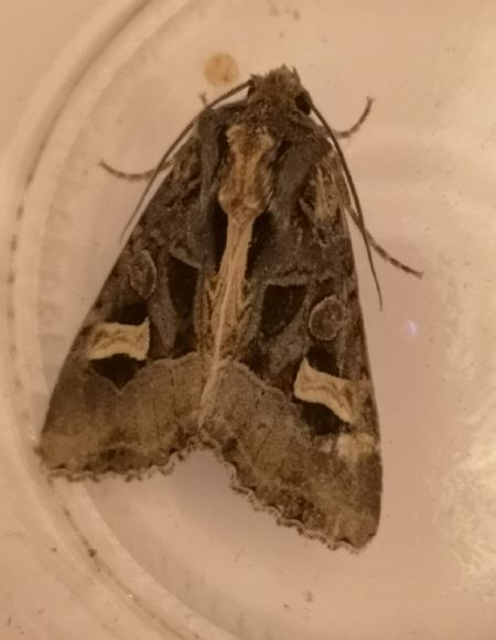 Trigonophora flammea  - Françoise Rauzieres (TGB-SSNTG)